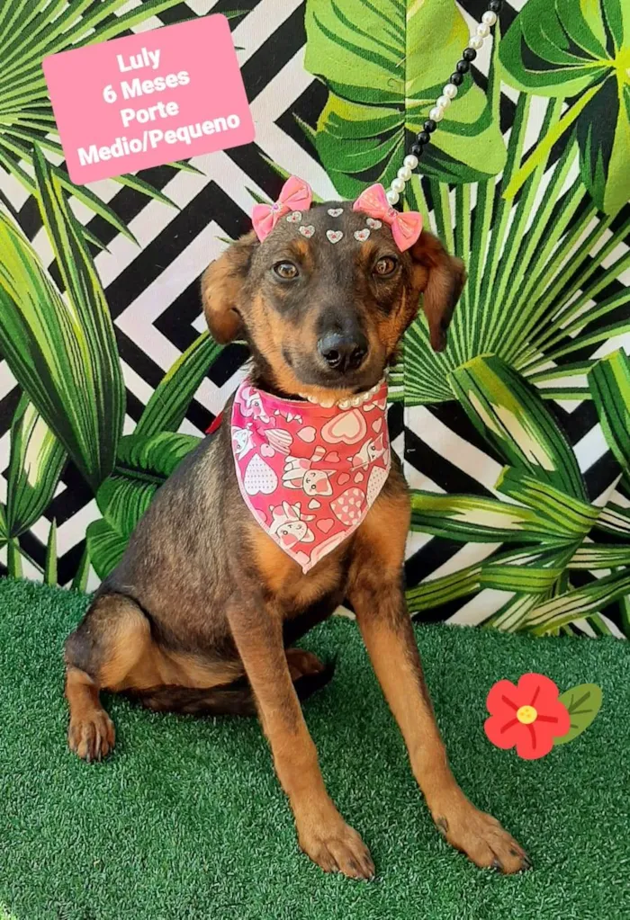 Cachorro raça SRD-ViraLata idade 2 a 6 meses nome Luly
