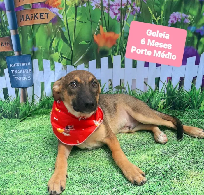 Cachorro raça SRD-ViraLata idade 2 a 6 meses nome Geleia 