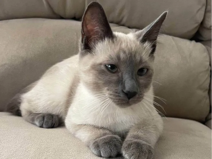 Gato raça SRD-ViraLata idade 2 a 6 meses nome Mica