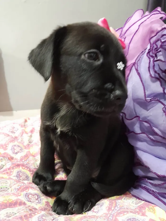Cachorro ra a SRD-ViraLata idade Abaixo de 2 meses nome Akira e kiara