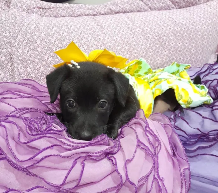 Cachorro ra a SRD-ViraLata idade Abaixo de 2 meses nome Akira e kiara