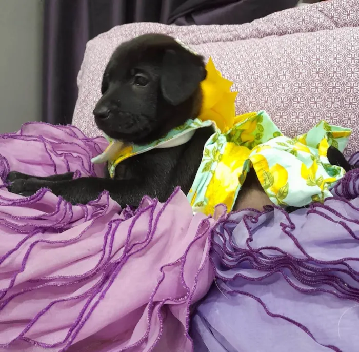 Cachorro ra a SRD-ViraLata idade Abaixo de 2 meses nome Akira e kiara
