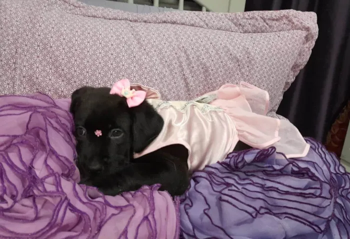 Cachorro ra a SRD-ViraLata idade Abaixo de 2 meses nome Akira e kiara