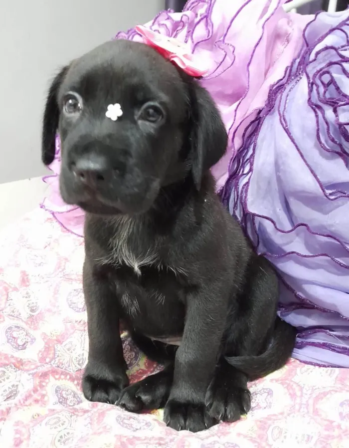 Cachorro ra a SRD-ViraLata idade Abaixo de 2 meses nome Akira e kiara
