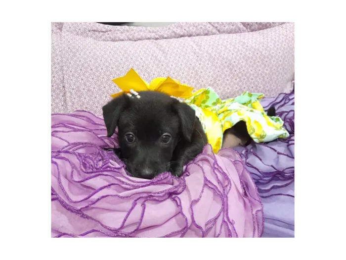 Cachorro ra a SRD-ViraLata idade Abaixo de 2 meses nome Akira e kiara