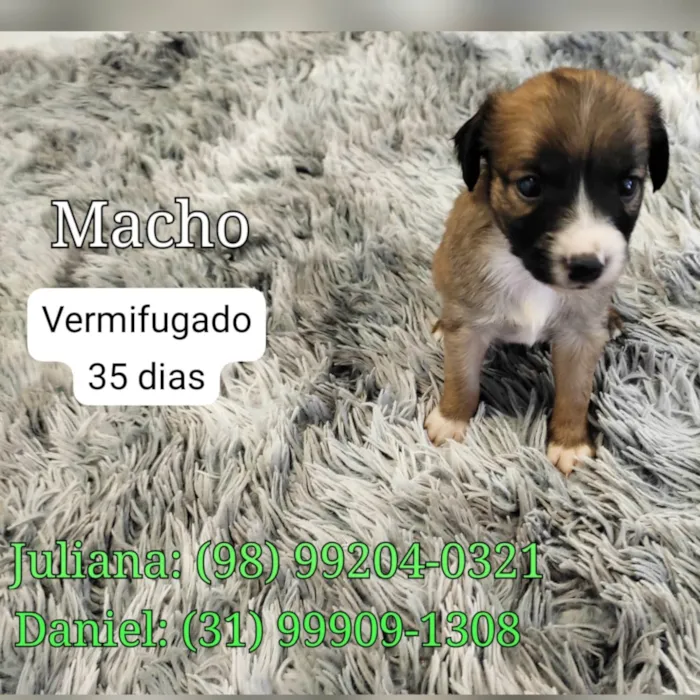Cachorro raça SRD-ViraLata idade Abaixo de 2 meses nome Bob