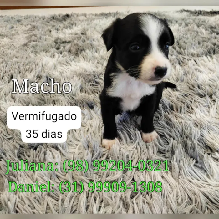 Cachorro raça SRD-ViraLata idade Abaixo de 2 meses nome Billy