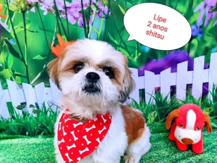 Cachorro raça Shitsu  idade 2 anos nome Lipe 