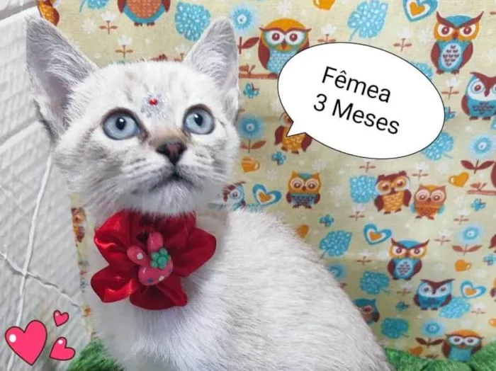 Gato raça SRD-ViraLata idade 2 a 6 meses nome Safira 