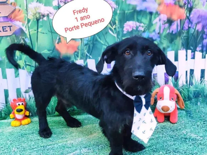 Cachorro raça SRD-ViraLata idade 1 ano nome Fredy