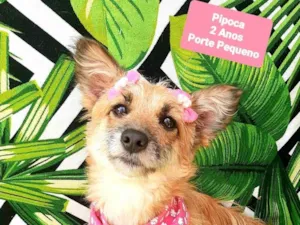 Cachorro raça SRD-ViraLata idade 2 anos nome Pipoca 