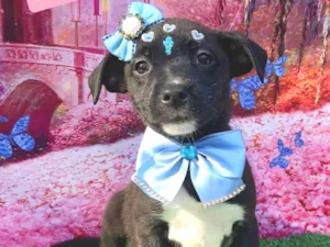 Cachorro raça SRD-ViraLata idade 2 a 6 meses nome Cinderela 