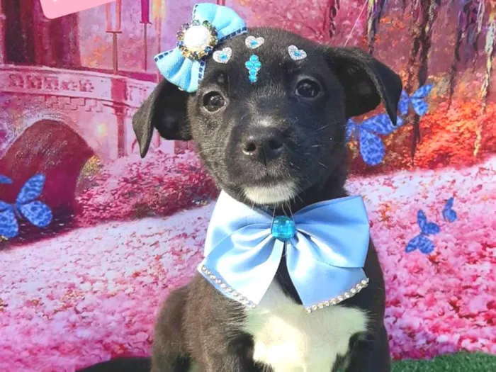 Cachorro raça SRD-ViraLata idade 2 a 6 meses nome Cinderela 