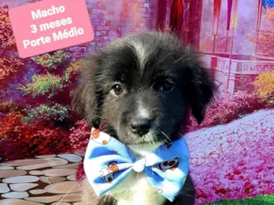 Cachorro raça SRD-ViraLata idade 2 a 6 meses nome Príncipe 
