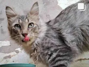 Gato raça SRD-ViraLata idade 7 a 11 meses nome Ronron