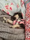 Molly