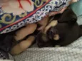 Molly