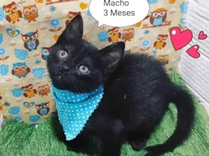 Gato raça SRD-ViraLata idade 2 a 6 meses nome Fiuk