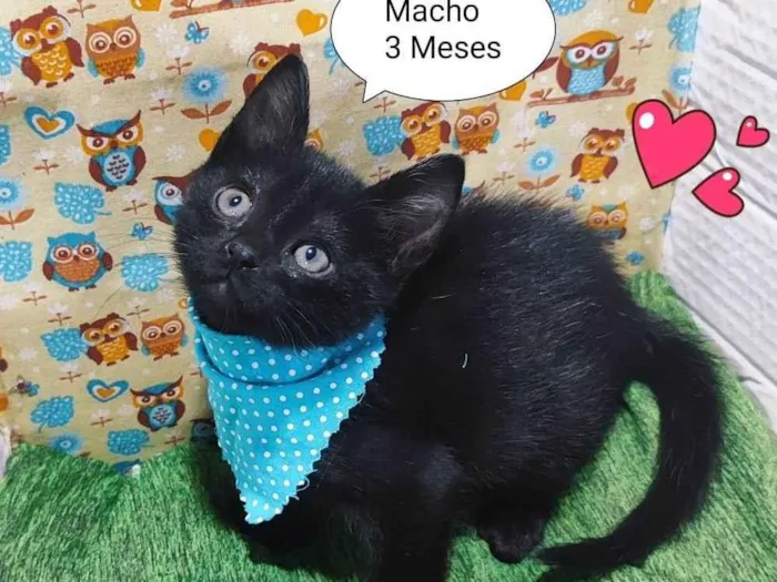 Gato raça SRD-ViraLata idade 2 a 6 meses nome Fiuk