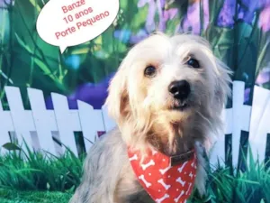 Cachorro raça SRD-ViraLata idade 6 ou mais anos nome Banzé 10 anos 