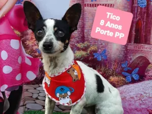Cachorro raça SRD-ViraLata idade 6 ou mais anos nome Tico 