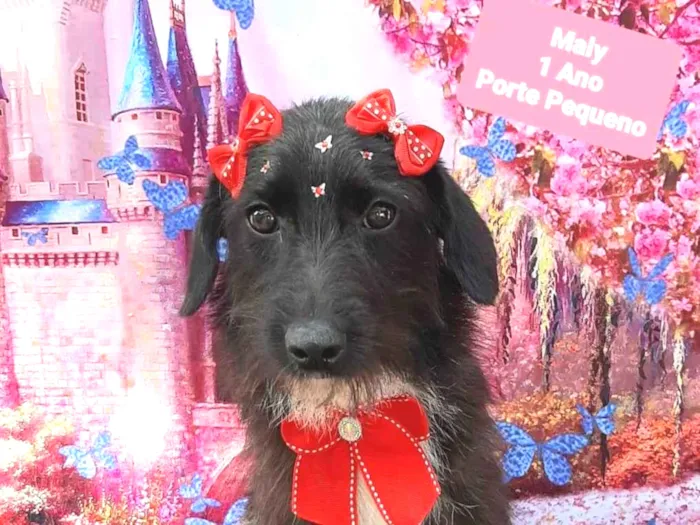 Cachorro raça SRD-ViraLata idade 1 ano nome Maly