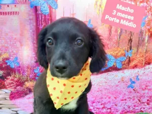 Cachorro raça SRD-ViraLata idade 2 a 6 meses nome Julio