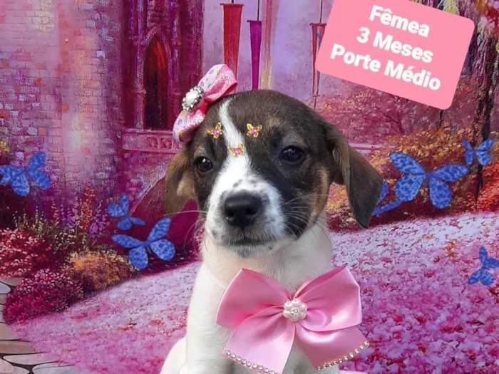 Cachorro raça SRD-ViraLata idade 2 a 6 meses nome Riana 