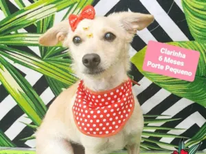 Cachorro raça SRD-ViraLata idade 2 a 6 meses nome Clarinha 