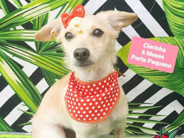 Cachorro raça SRD-ViraLata idade 2 a 6 meses nome Clarinha 