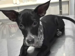 Cachorro raça SRD-ViraLata idade 2 a 6 meses nome Prince
