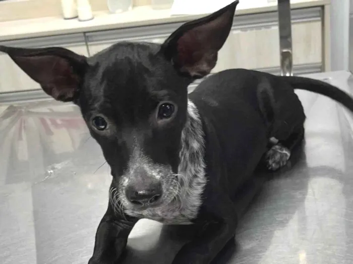 Cachorro raça SRD-ViraLata idade 2 a 6 meses nome Prince