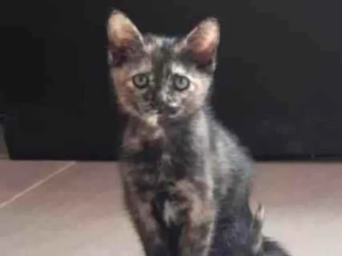 Gato raça Srd idade Abaixo de 2 meses nome Milly