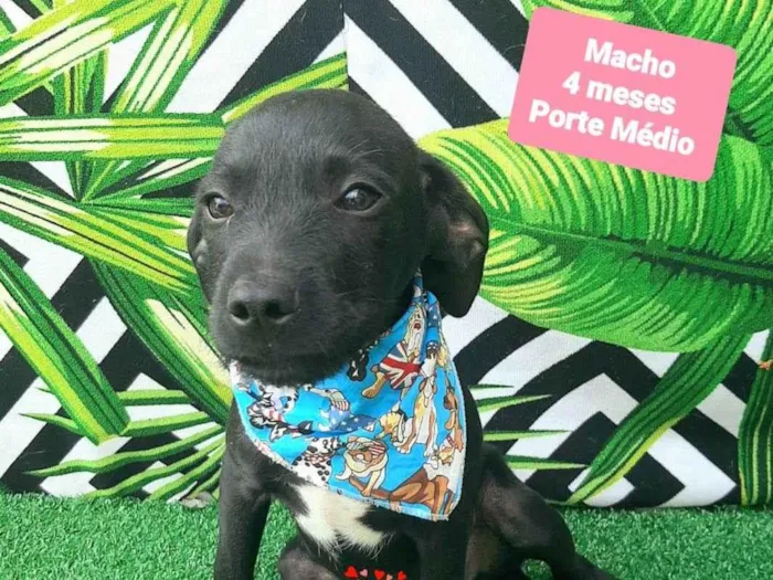 Cachorro raça SRD-ViraLata idade 2 a 6 meses nome Yago