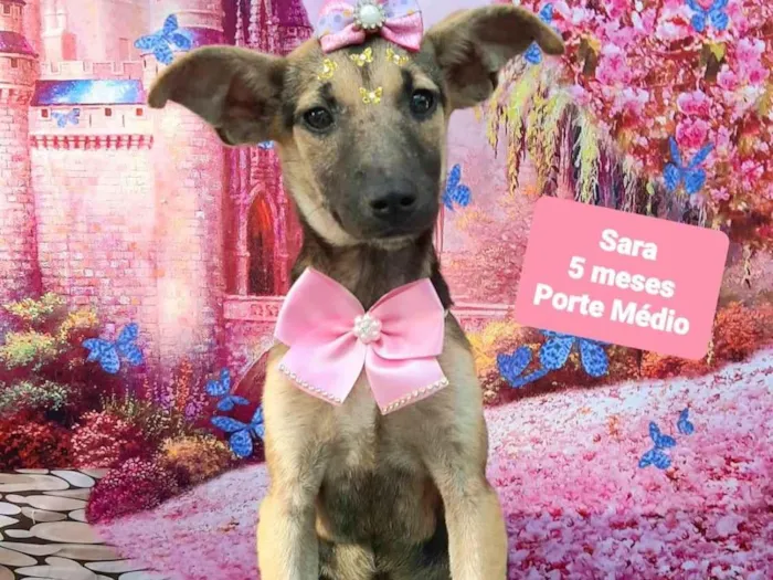 Cachorro raça SRD-ViraLata idade 2 a 6 meses nome Sara