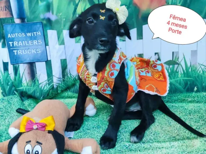 Cachorro raça SRD-ViraLata idade 2 a 6 meses nome Merida