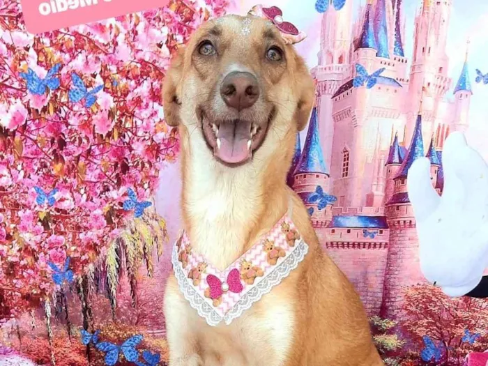 Cachorro raça SRD-ViraLata idade 1 ano nome Crystal 