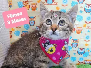 Gato raça SRD-ViraLata idade 2 a 6 meses nome Ninna