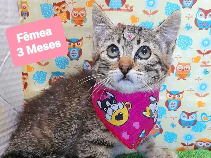 Gato raça SRD-ViraLata idade 2 a 6 meses nome Ninna