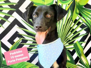 Cachorro raça SRD-ViraLata idade 7 a 11 meses nome Pedrinho 