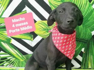 Cachorro raça SRD-ViraLata idade 2 a 6 meses nome Pretinho 