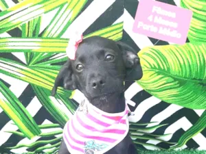Cachorro raça SRD-ViraLata idade 2 a 6 meses nome Pretoca 