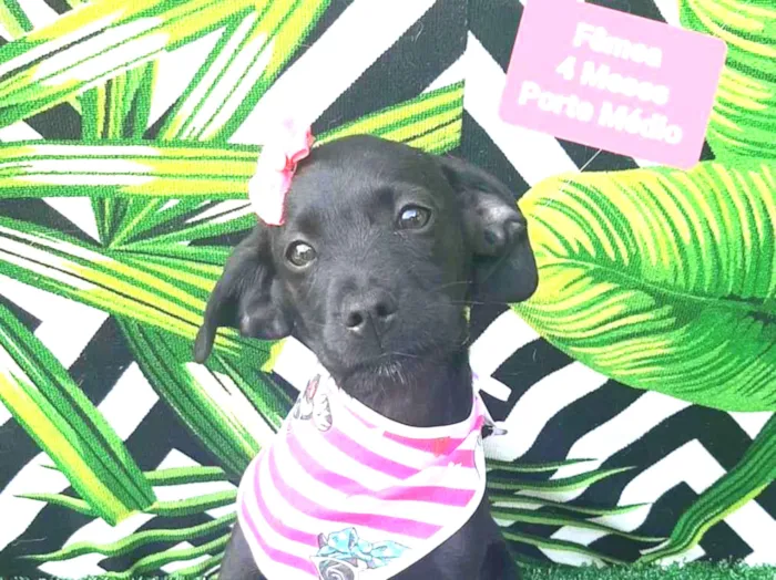 Cachorro raça SRD-ViraLata idade 2 a 6 meses nome Pretoca 