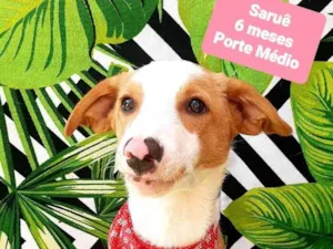 Cachorro raça SRD-ViraLata idade 2 a 6 meses nome Saruê