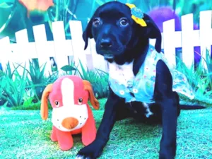Cachorro raça SRD-ViraLata idade 2 a 6 meses nome Jasmini
