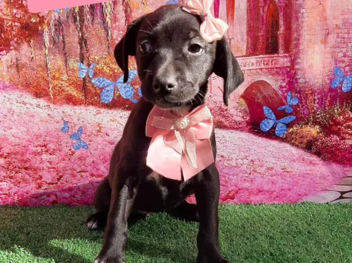 Cachorro raça SRD-ViraLata idade 2 a 6 meses nome Julia 