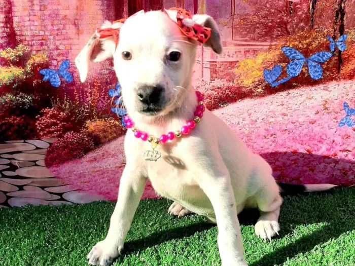 Cachorro raça SRD-ViraLata idade 2 a 6 meses nome Manu 