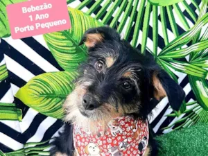 Cachorro raça SRD-ViraLata idade 1 ano nome Bebezão