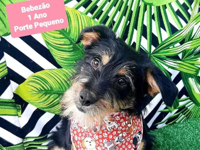 Cachorro raça SRD-ViraLata idade 1 ano nome Bebezão