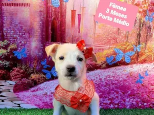 Cachorro raça SRD-ViraLata idade 2 a 6 meses nome Ursinha 